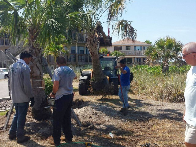 New Trees at Gulf to Bay<br> Photo by Don Pease -  Slide  7