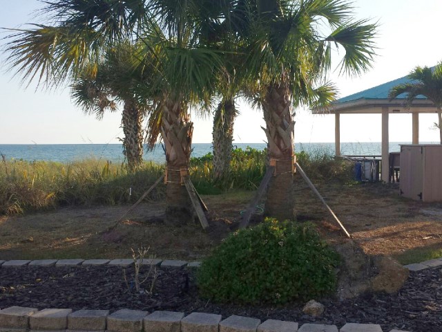 New Trees at Gulf to Bay<br> Photo by Don Pease -  Slide  8